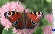 Red Admiral Butterfly