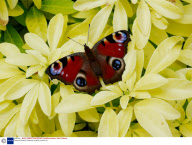 Peacock Butterfly