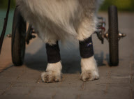 CHINA-SHENYANG-TALE OF A DOG WITH A WHEELCHAIR (CN)