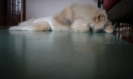 CHINA-SHENYANG-TALE OF A DOG WITH A WHEELCHAIR (CN)