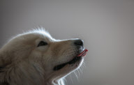 CHINA-SHENYANG-TALE OF A DOG WITH A WHEELCHAIR (CN)