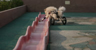 CHINA-SHENYANG-TALE OF A DOG WITH A WHEELCHAIR (CN)