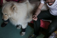 CHINA-SHENYANG-TALE OF A DOG WITH A WHEELCHAIR (CN)