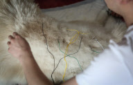 CHINA-SHENYANG-TALE OF A DOG WITH A WHEELCHAIR (CN)