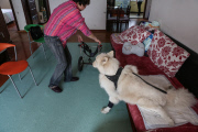 CHINA-SHENYANG-TALE OF A DOG WITH A WHEELCHAIR (CN)