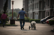 CHINA-SHENYANG-TALE OF A DOG WITH A WHEELCHAIR (CN)
