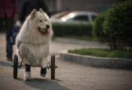 CHINA-SHENYANG-TALE OF A DOG WITH A WHEELCHAIR (CN)
