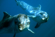 Rescued dolphins released into the wild, Hisaronu, Turkey - Mar 2012