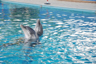Rescued dolphins released into the wild, Hisaronu, Turkey - Mar 2012