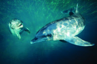 Rescued dolphins released into the wild, Hisaronu, Turkey - Mar 2012