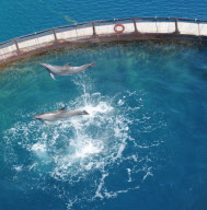 Rescued Dolphins Tom and Misha Prepare for a Wild Life, Hisaronu, Turkey - May 2012