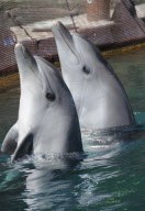 Rescued Dolphins Tom and Misha Prepare for a Wild Life, Hisaronu, Turkey - May 2012