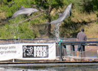 Rescued Dolphins Tom and Misha Prepare for a Wild Life, Hisaronu, Turkey - May 2012