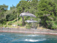 Rescued dolphins released into the wild, Hisaronu, Turkey - Mar 2012