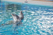 Rescued dolphins released into the wild, Hisaronu, Turkey - Mar 2012