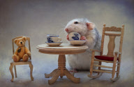 Rats model as if they were humans