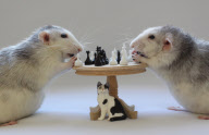 Rats model as if they were humans