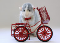 Rats model as if they were humans