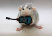 Rats model as if they were humans