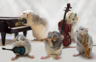 Rats model as if they were humans