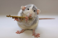 Rats model as if they were humans