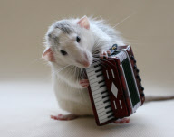 Rats model as if they were humans