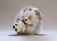 Rats model as if they were humans
