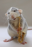 Rats model as if they were humans