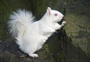 A pure white albino squirrel happily living in Margate cemetery, Kent, Britain  - May 2012