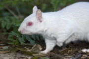 A pure white albino squirrel happily living in Margate cemetery, Kent, Britain  - May 2012