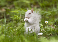 A pure white albino squirrel happily living in Margate cemetery, Kent, Britain  - May 2012
