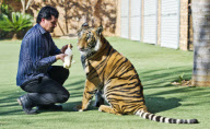 Michael Jamison at home with his pet tiger Enzo, Brakpan, South Africa - 03 May 2012