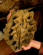 Pliosaurus hatte möglicherweise Arthritis