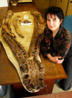 Pliosaurus hatte möglicherweise Arthritis