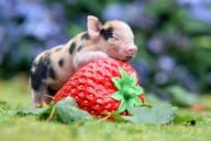 Pocket Pigs 2013 calendar by Richard Austin, Britain - 2012