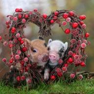 Pocket Pigs 2013 calendar by Richard Austin, Britain - 2012