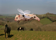 Pocket Pigs 2013 calendar by Richard Austin, Britain - 2012