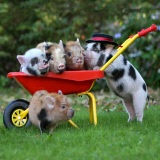 Pocket Pigs 2013 calendar by Richard Austin, Britain - 2012