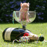 Pocket Pigs 2013 calendar by Richard Austin, Britain - 2012