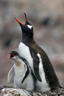 Juvenile Gentoo penguin demands food, Antarctic Peninsula - 2011