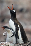 Juvenile Gentoo penguin demands food, Antarctic Peninsula - 2011