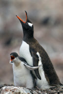 Juvenile Gentoo penguin demands food, Antarctic Peninsula - 2011