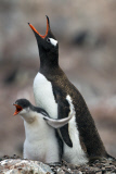 Juvenile Gentoo penguin demands food, Antarctic Peninsula - 2011