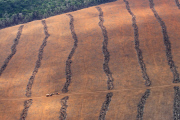 Brazil Soy vs Amazon rainforest 
