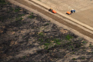 Brazil Soy vs Amazon rainforest 