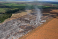 Brazil Soy vs Amazon rainforest 