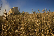 Brazil Soybean Harvest