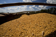 Brazil Soybean Harvest