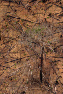 Brazil Studies Show Impact of Climate Change