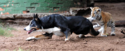 Dog takes care of baby tigers and hyenas at Seaview Lion Park, Port Elizabeth, South Africa - 15 May 2012